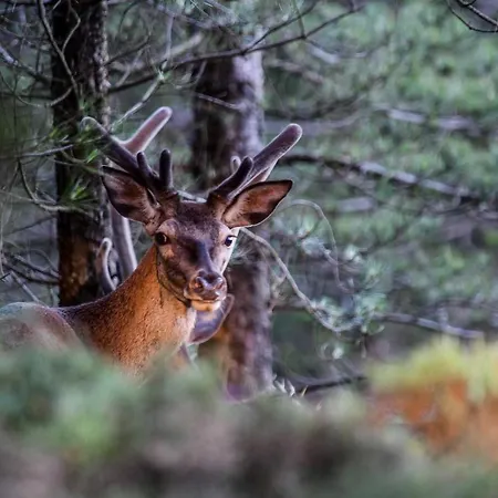 Vale Do Ninho Nature Villa *