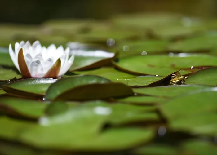 Vale Do Ninho Nature Ferraria de São João