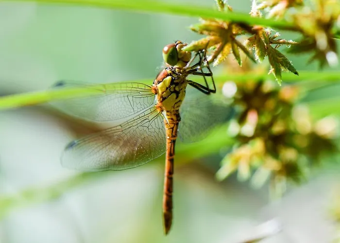 Vale Do Ninho Nature